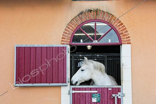 Biosphoto | 2580129 | Percheron horse at the Haras de l'Arche de la Nature, Le Mans Métropole, Sarthe, Paysse de la Loire, France | &copy; Michel Gile / Biosphoto