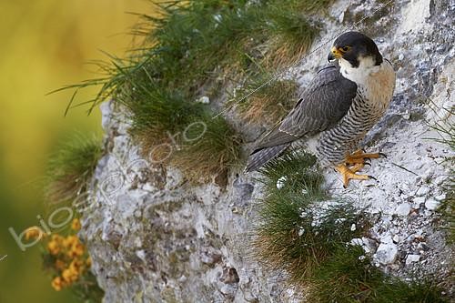 Biosphoto | 2091080 | Peregrine Falcon (Falco peregrinus) on cliff, France | &copy; Frank Deschandol & Philippe Sabine / Biosphoto