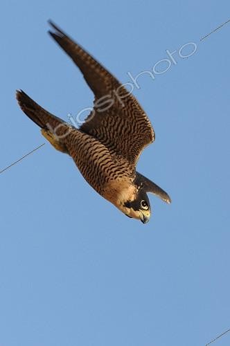Biosphoto | 1133430 | Peregrine falcon in diving flight | &copy; Xavier Eichaker / Biosphoto