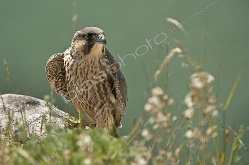 Biosphoto | 1997554 | Peregrine Falcon juvenile on rock - Denmark  | &copy; Steen Drozd Lund / Biosphoto