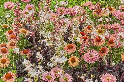 Biosphoto | 2573296 | Perennial mix | &copy; Van Woudenberg Tuinplanten / Visions Pictures / Biosphoto
