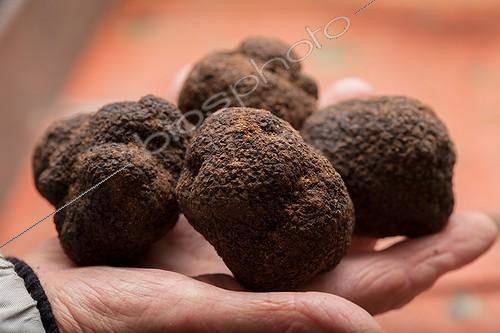 Biosphoto | 1899618 | Périgord black truffle on a black background | &copy; Jean-Baptiste Strobel / Biosphoto