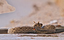 Biosphoto | 2622921 | Peringuey's adder (Bitis peringueyi). Namibia. | &copy; Michel Bureau / Biosphoto