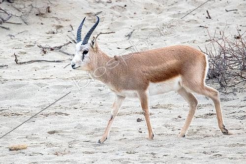 Biosphoto | 2551360 | Persian goitered gazelle (Gazella subgutturosa) male walking in the sand, in captivity in an enclosure to reintroduce the species in Kyrgyzstan | &copy; Bastien Chaix / Biosphoto