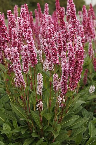 Biosphoto | 2505534 | Persicaria affinis Darjeeling Red, flowers | &copy; Visions Pictures / Biosphoto