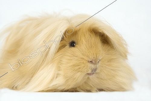 Biosphoto | 352073 | Peruvian Guinea pig  | &copy; Claudius Thiriet / Biosphoto