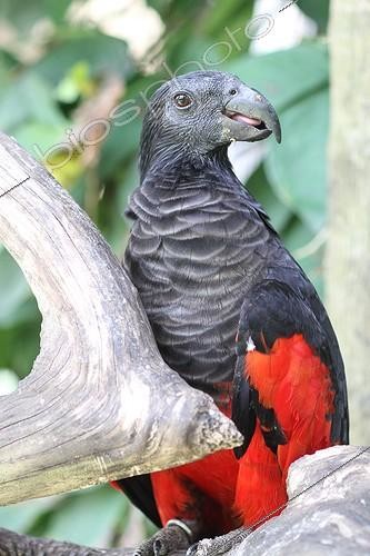 Biosphoto | 2009414 | Pesquet's parrot on a branch - Bali Indonesia | &copy; André Pascal / Biosphoto