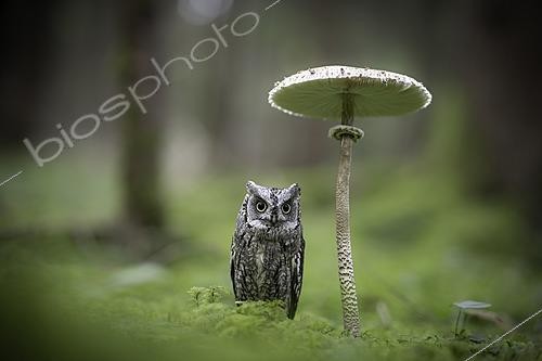 Biosphoto | 2622187 | Petit-duc scops (Otus scops) posé près d'une coulemelle, Bavière, Allemagne. Animal captif | &copy; Rosl Roessner / BIA / Biosphoto
