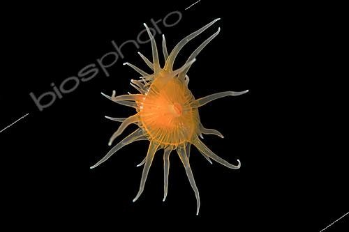 Biosphoto | 2616197 | Petite Méduse. Site de plongée de nuit. Jahir. Bitung. Détroit ce Lembeh. Indonésie. | &copy; Jean Cassou / Biosphoto