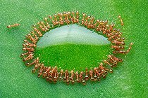 Biosphoto | 2172934 | Pharaoh Ants (Monomorium pharaonis) feasting around a drop of honey on green leaf, piling on top of each others forming oval shape ring around a drop honey. | &copy; Husni Che Ngah / Biosphoto