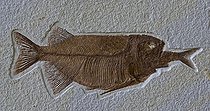 Biosphoto | 237674 | Phareodus eating Knightia fossilized Lincoln County Wyoming | &copy; John Cancalosi / Biosphoto