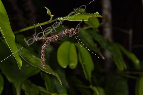 Biosphoto | 2167337 | Phasme épineux malgache (Parectatosoma hystrix) in forest at night, Andasibe, Perinet, Alaotra-Mangoro Region, Madagascar | &copy; Jean-Yves Grospas / Biosphoto