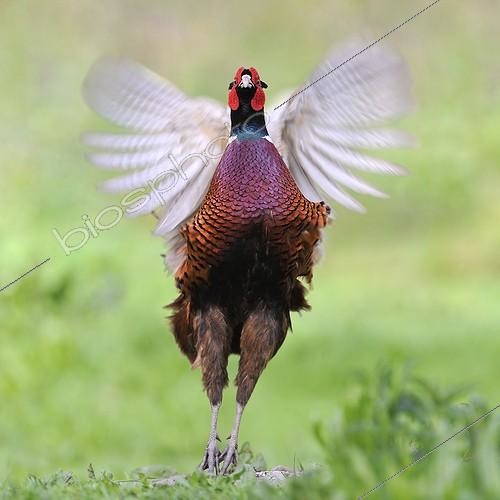 Biosphoto | 2059853 | Pheasant flapping its wings at bird park of the Marais Poitevin, Saint-Hilaire-la-Palud, France | &copy; Patrick Glaume / Biosphoto