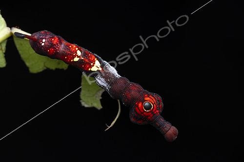 Biosphoto | 2610471 | Philippine Sphinx Moth Caterpillar (Elibia linigera), Nagtipunan, Luzon, Philippines. | &copy; Frank Deschandol & Philippe Sabine / Biosphoto