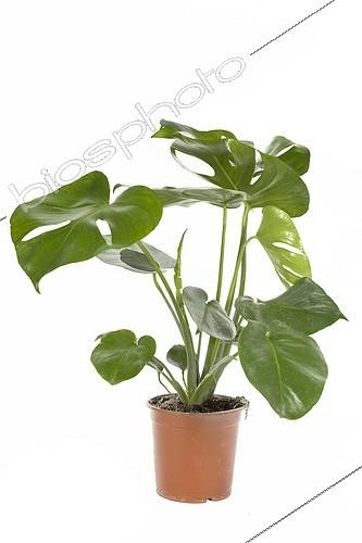 Biosphoto | 589040 | Philodendron in flowerpot  | &copy; Claudius Thiriet / Biosphoto