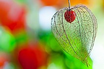 Biosphoto | 2017119 | Physalis in fruit in a garden | &copy; Yann Avril / Biosphoto