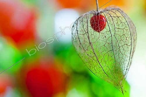 Biosphoto | 2017119 | Physalis in fruit in a garden | &copy; Yann Avril / Biosphoto
