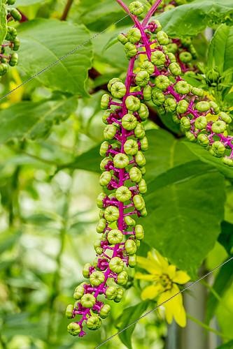 Biosphoto | 2146372 | Phytolacca americana | &copy; Alain Kubacsi / Biosphoto