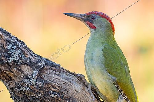 Biosphoto | 2628592 | Pic de Sharpe (Picus sharpei) mâle adulte. Crémenes, province de León, Castille et León, Espagne. | &copy; Pablo Barrena / Biosphoto