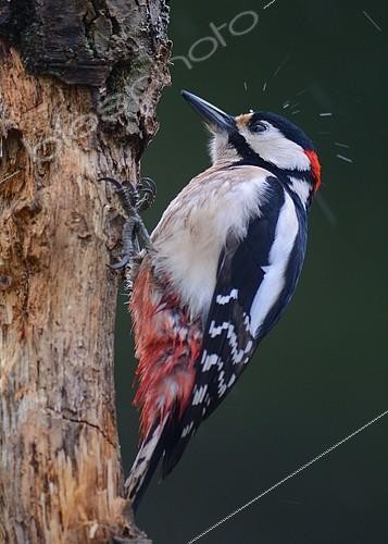 Biosphoto | 2081190 | Pic épeiche photographié après plusieurs heures d'affût sous la pluie durant un hiver alsacien. | &copy; Adrien Wehrlé / Biosphoto