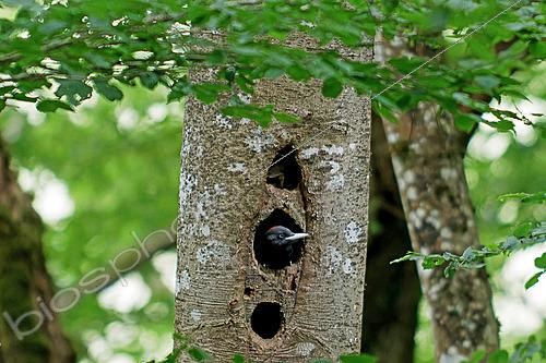 Biosphoto | 2624927 | Pic noir (Dryocopus martius) jeune prêt à s'envoler passant la tête en dehors de la cavité qui lui a servi de nid, Gers, France | &copy; Christophe Florin / Biosphoto