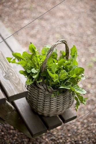 Biosphoto | 616276 | Picking dandelions in a basket in the garden | &copy; Claudius Thiriet / Biosphoto