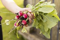 Biosphoto | 2588177 | Picking round radishes, France, Pas de Calais, spring | &copy; Yann Avril / Biosphoto
