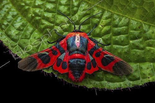 Biosphoto | 2459276 | Picture-winged leaf moth (Glanycus coendersi), imago on leaf, Kinabalu NP, Borneo, Malaisia | &copy; Frank Deschandol & Philippe Sabine / Biosphoto