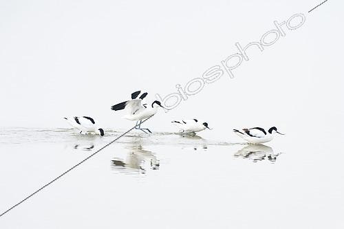 Biosphoto | 2450472 | Pied Avocet (Recurvirostra avosetta) fighting in the marshes of Guérande, Loire atlantique, France | &copy; Marc Tisseau / Biosphoto