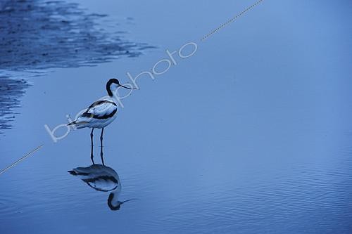 Biosphoto | 2126610 | Pied Avocet (Recurvirostra avosetta) in the water at dusk, Scotland | &copy; Christian Cabron / Biosphoto