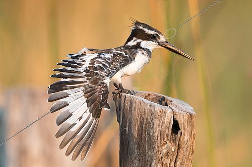 Biosphoto | 2608288 | Pied kingfisher (Ceryle rudis), grooming, Moremi National Park, Bostwana, Southern Africa, Africa | &copy; Sylvain Cordier / Biosphoto