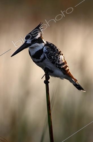Biosphoto | 956971 | Pied Kingfisher on a rod Jao Island Botswana Okavango | &copy; Gilles Petetin / Biosphoto