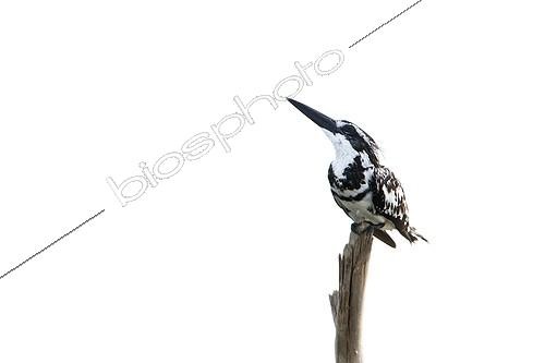 Biosphoto | 2046477 | Pied kingfisher on a stake - Arugam bay Sri Lanka | &copy; Patrice Correia / Biosphoto
