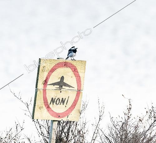 Biosphoto | 2450462 | Pied Wagtail (Motacilla alba), standing on a sign of protest for the airport of Notre dame des landes | &copy; Marc Tisseau / Biosphoto