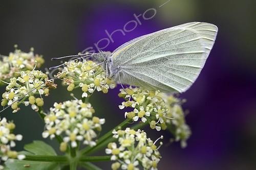 Biosphoto | 1991040 | Pieris on Alexanders blooming in a garden - France | &copy; Pascal Pittorino / Biosphoto