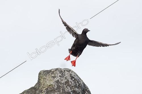 Biosphoto | 2072515 | Pigeon Guillemot (Cepphus columba) flying away, Great Diomede Island, Bering Strait, Russia. | &copy; Samuel Blanc / Biosphoto