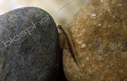 Biosphoto | 2479532 | Pike (Esox lucius), 2-day-old fry, hatchery, Philippe Courtot fish farm, Vellescot, Territoire de Belfort, France | &copy; Denis Bringard / Biosphoto