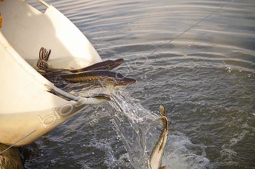 Biosphoto | 2504838 | Pike, juvenile fish are released | &copy; S. Ott / imageBROKER / Biosphoto