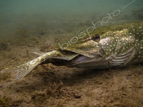 Biosphoto | 2420344 | Pike or Northern Pike (Esox lucius) feeding on another pike at the bottom of a lake, Helenesee Lake, Frankfurt Oder, Brandenburg, Germany, Europe | &copy; Daniel Hohlfeld / imageBROKER / Biosphoto