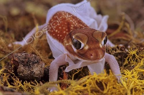 Biosphoto | 2050594 | Pilbara smooth knob tailed gecko (USA, Florida) | &copy; Michael Turco / Biosphoto
