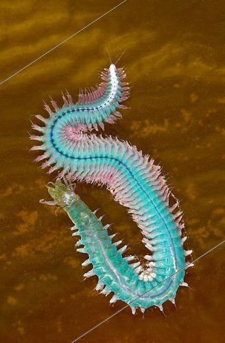 Biosphoto | 2433967 | Pile Worm (Nereis vexillosa), males are irridescent blue-green, females are dull green. Its range is along the western Pacific coast from Alaska to San Diego, California. | &copy; Stuart Wilson / Biosphoto