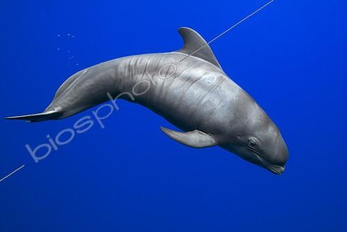 Biosphoto | 2132677 | Pilot whale (Globicephala macorhynchus). Neonate, baby whale. The image shows the fetal lines characteristic of newborn specimens. Tenerife, Canary Islands. | &copy; Sergio Hanquet / Biosphoto