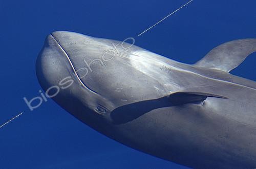 Biosphoto | 2132703 | Pilot whale (Globicephala macorhynchus) on surface. Tenerife, Canary Islands. | &copy; Sergio Hanquet / Biosphoto
