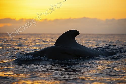 Biosphoto | 2610056 | Pilot whale (Globicephala macorhynchus) on surface. Sunset, Tenerife. Canary Islands. | &copy; Sergio Hanquet / Biosphoto