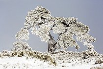 Biosphoto | 2085234 | Pin recouvert de neige, Parc national de Guadarrama, Espagne | &copy; Óscar Díez Martínez / Biosphoto