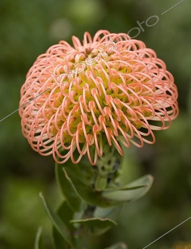 Biosphoto | 1757582 | Pincushion flower Afrique | &copy; Pascal Goetgheluck / Biosphoto