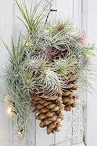 Biosphoto | 2525349 | Pinecone door decoration | &copy; VisionsPictures & Photography / Visions Pictures / Biosphoto