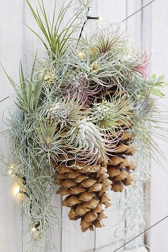 Biosphoto | 2525349 | Pinecone door decoration | &copy; VisionsPictures & Photography / Visions Pictures / Biosphoto
