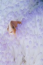 Biosphoto | 1961855 | Pink anemonefish in bleached Anemone - Raja Ampat  Indonesia | &copy; Mike Veitch / Biosphoto