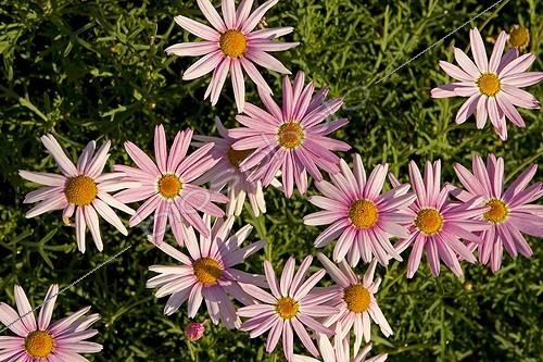 Biosphoto | 455927 | Pink Asters in the Kings Walden Garden South Africa | &copy; David Pyke / Green Eye / Biosphoto